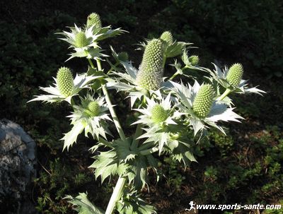 Image de Panicaut