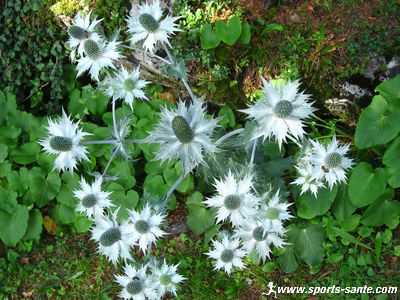 Belle photo de Panicaut des Alpes