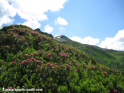 Photo de rhododendrons dans les Alpes