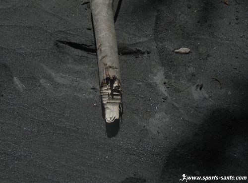 Photo de traces de dents d'un castor sur un arbre