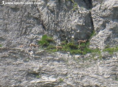 Image de famille de bouquetin dan sla Réserve de Sixt 74