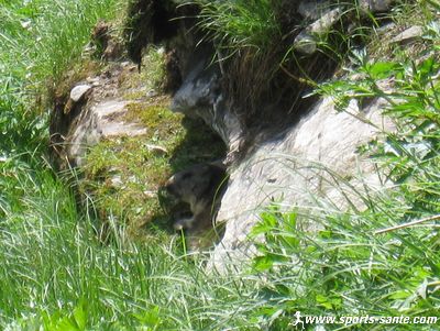 Photo de marmotte en Haute Savoie